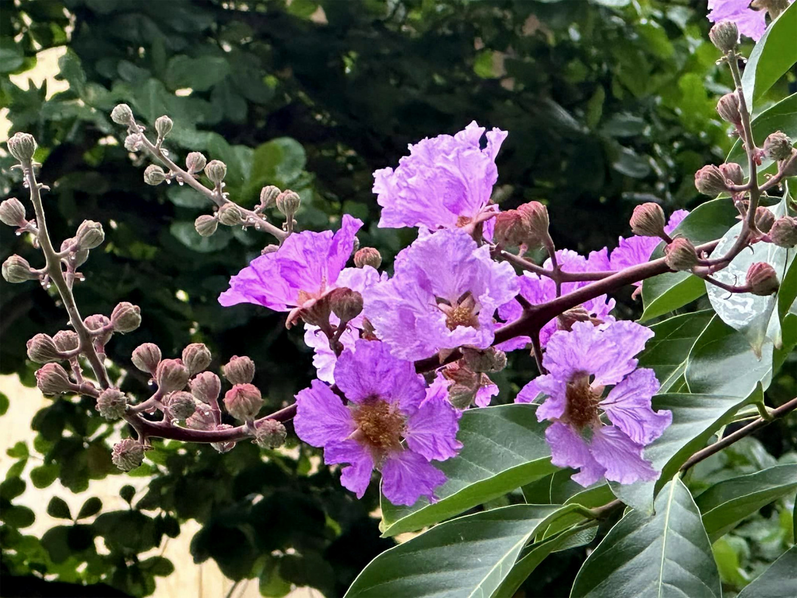 Cây bằng lăng tím