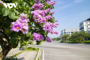 Cây bằng lăng tím