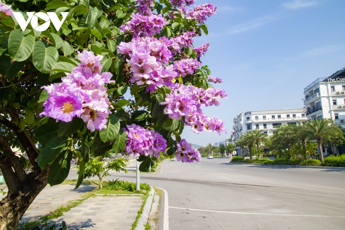 Cây bằng lăng tím