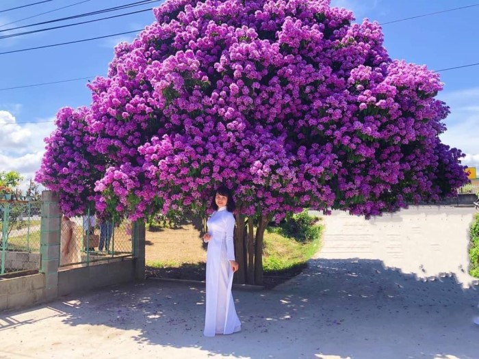 Cây bằng lăng tím