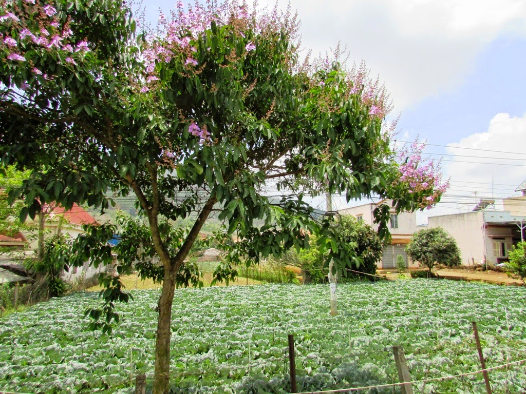 Cây Bằng lăng nước