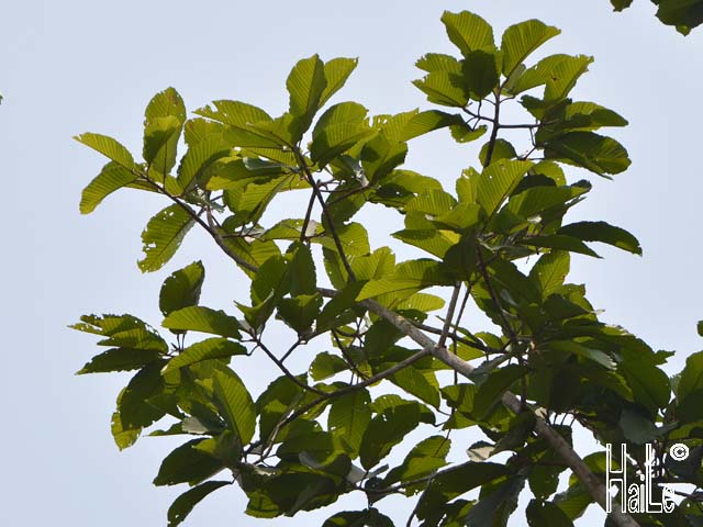 Cây dầu song nàng