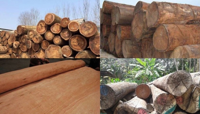 Cây dầu song nàng