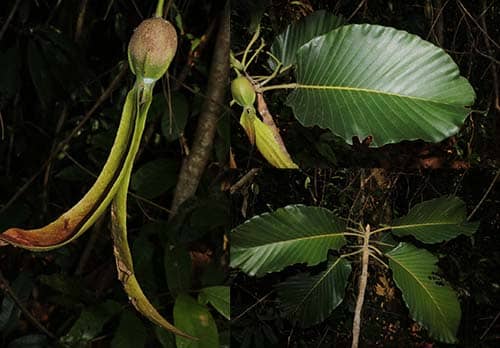 Cây dầu song nàng