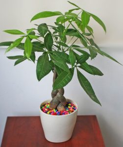 Cây may mắn để bàn