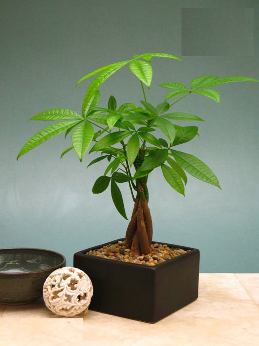 Cây may mắn để bàn