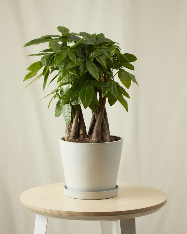 Cây may mắn để bàn