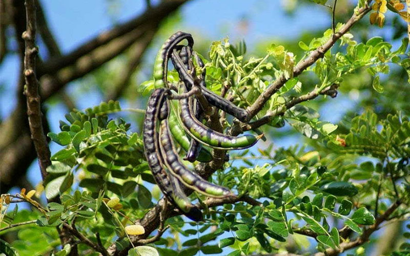 Me Tây – Điểm Nhấn Cây Lớn Mang Vẻ Đẹp Tự Nhiên Và Gần Gũi Thiên Nhiên