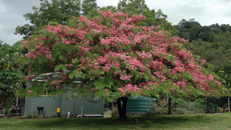 Cây muồng hoa đào