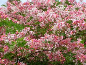 Cây muồng hoa đào