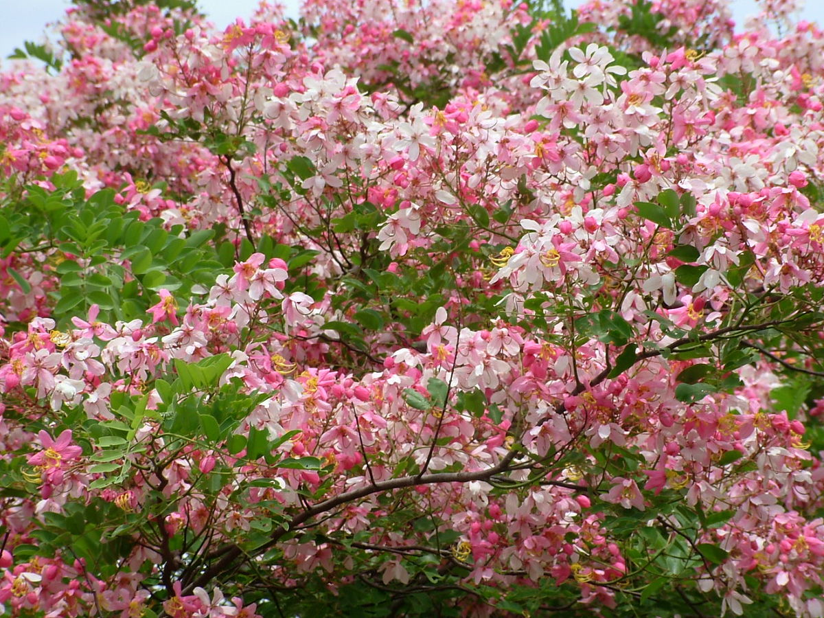 Cây muồng hoa đào