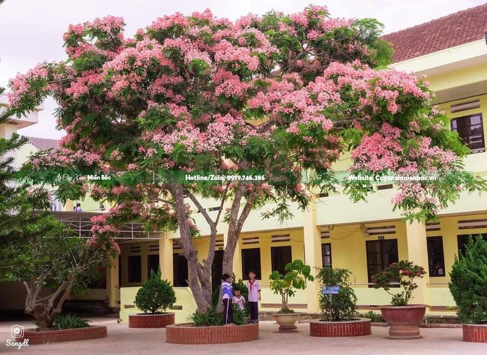 Cây muồng hoa đào