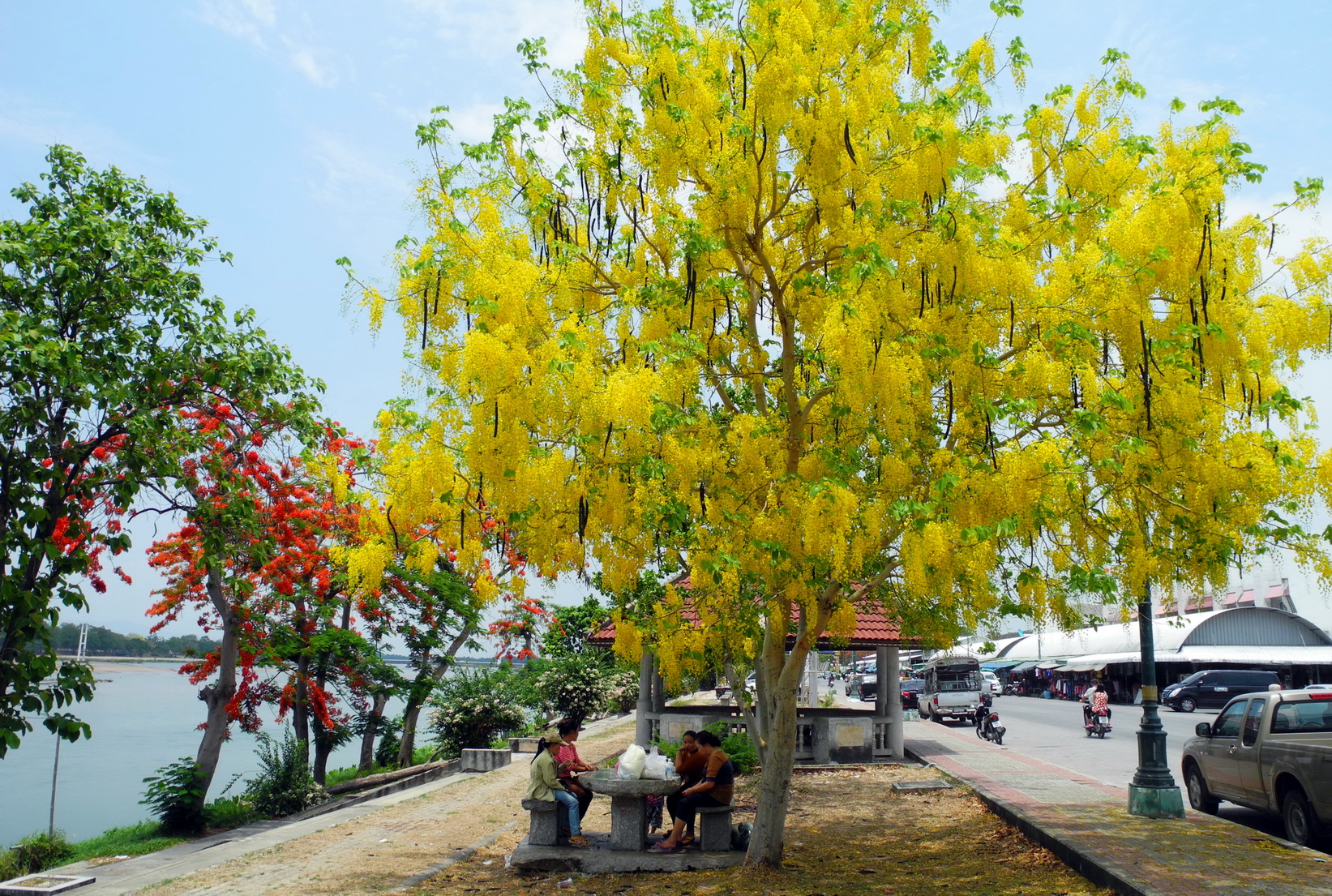 Cây muồng hoàng yến