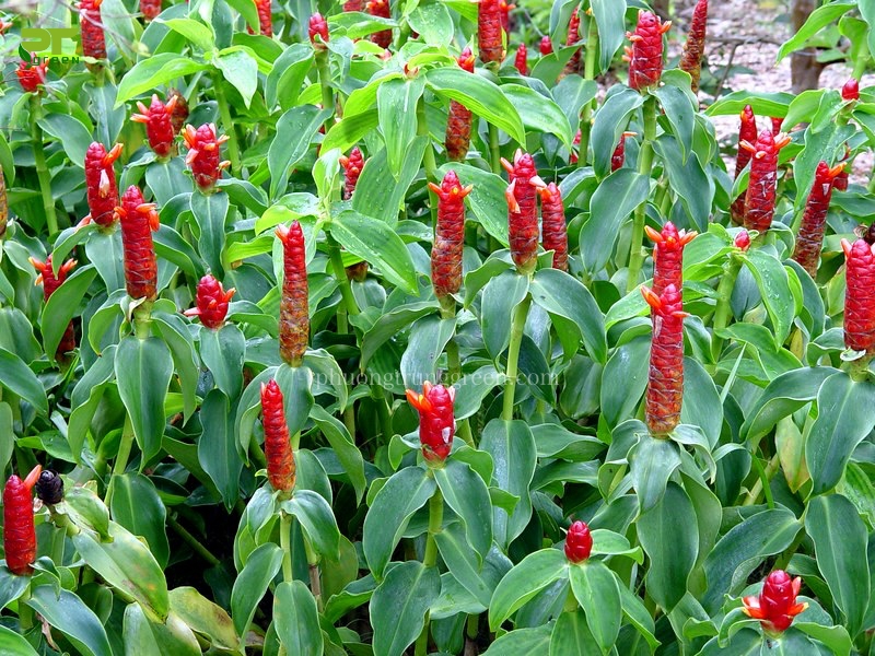 Cây phúc lộc thọ mini