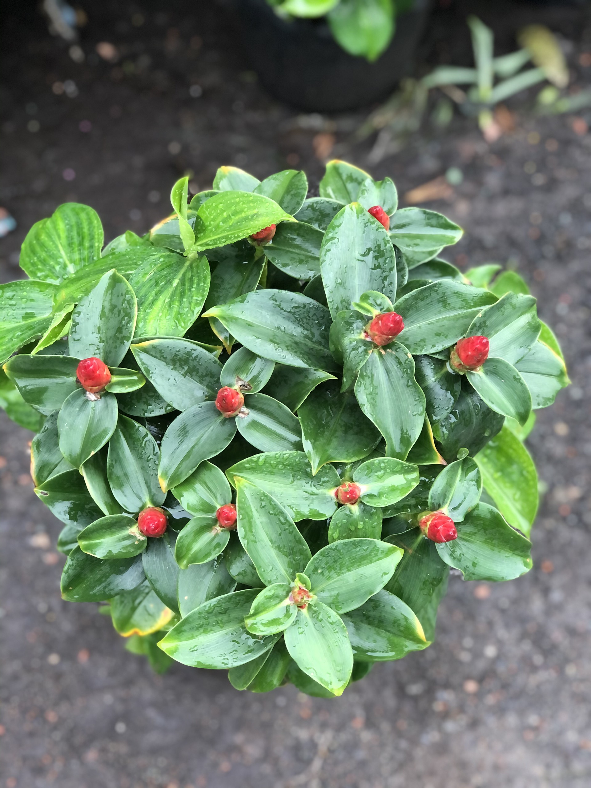 Cây phúc lộc thọ mini