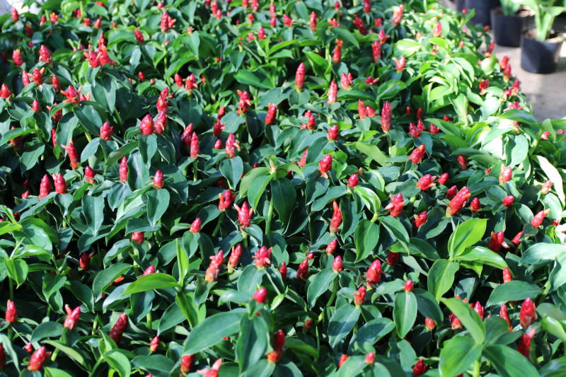 Cây phúc lộc thọ mini