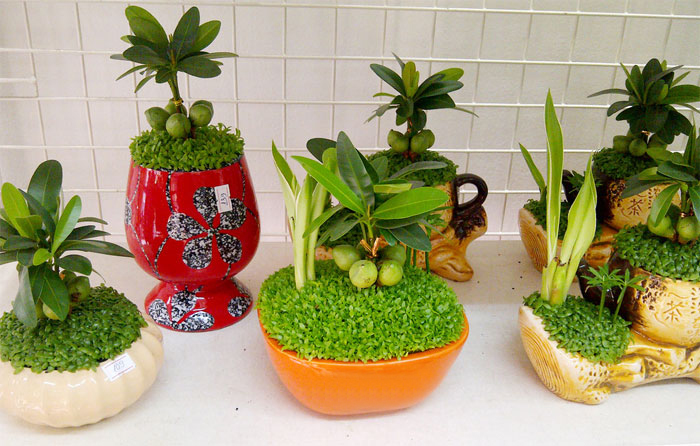 Cây tài lộc mini