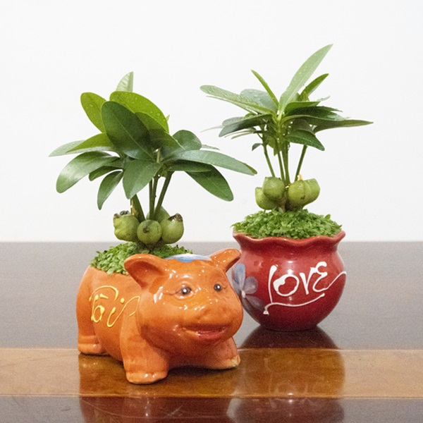 Cây tài lộc mini