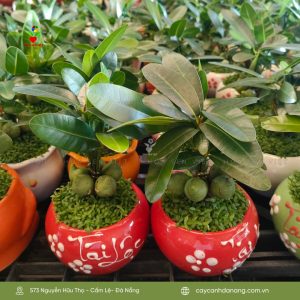 Cây tài lộc mini