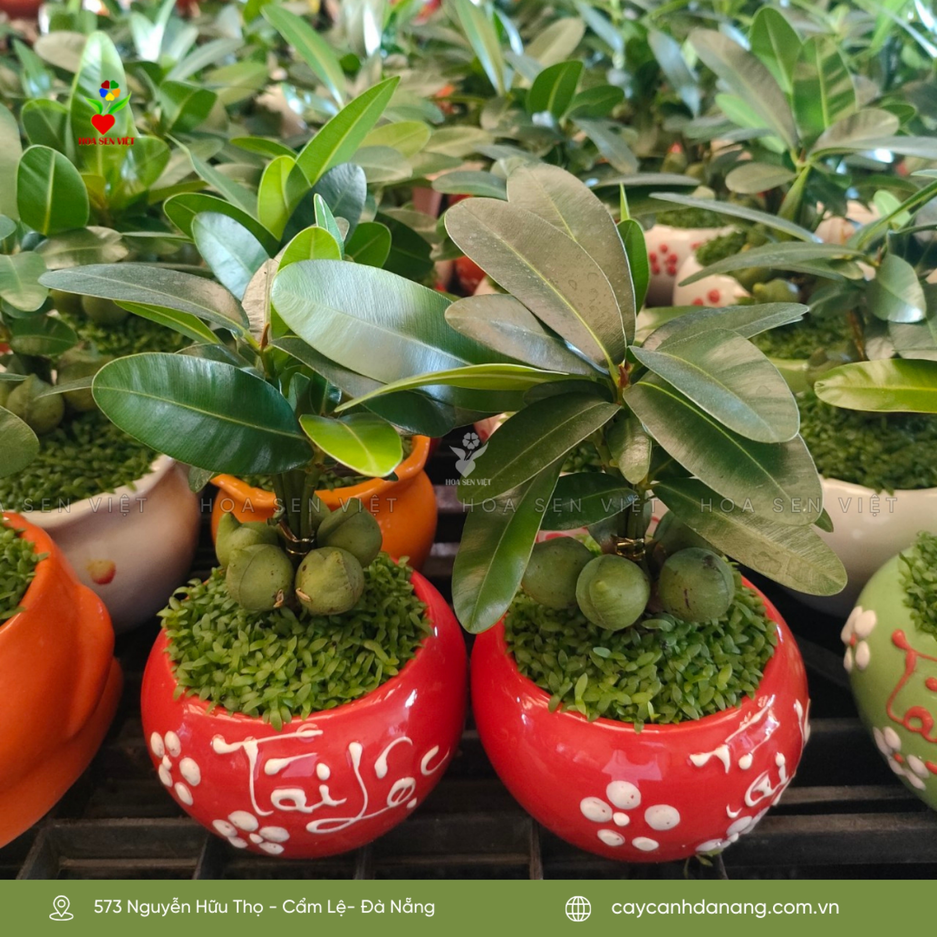 Cây tài lộc mini