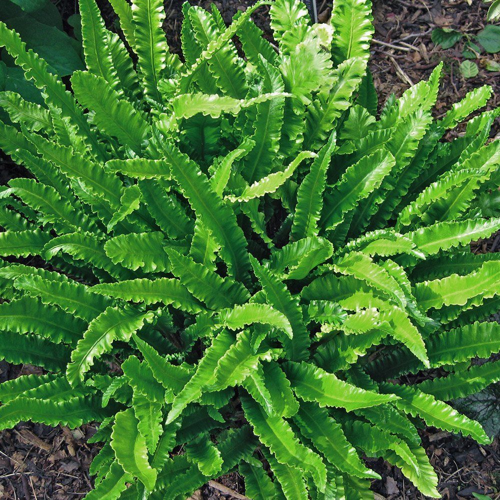 Cây dương xỉ ổ rồng