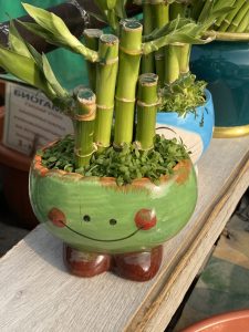Cây lucky bamboo mini
