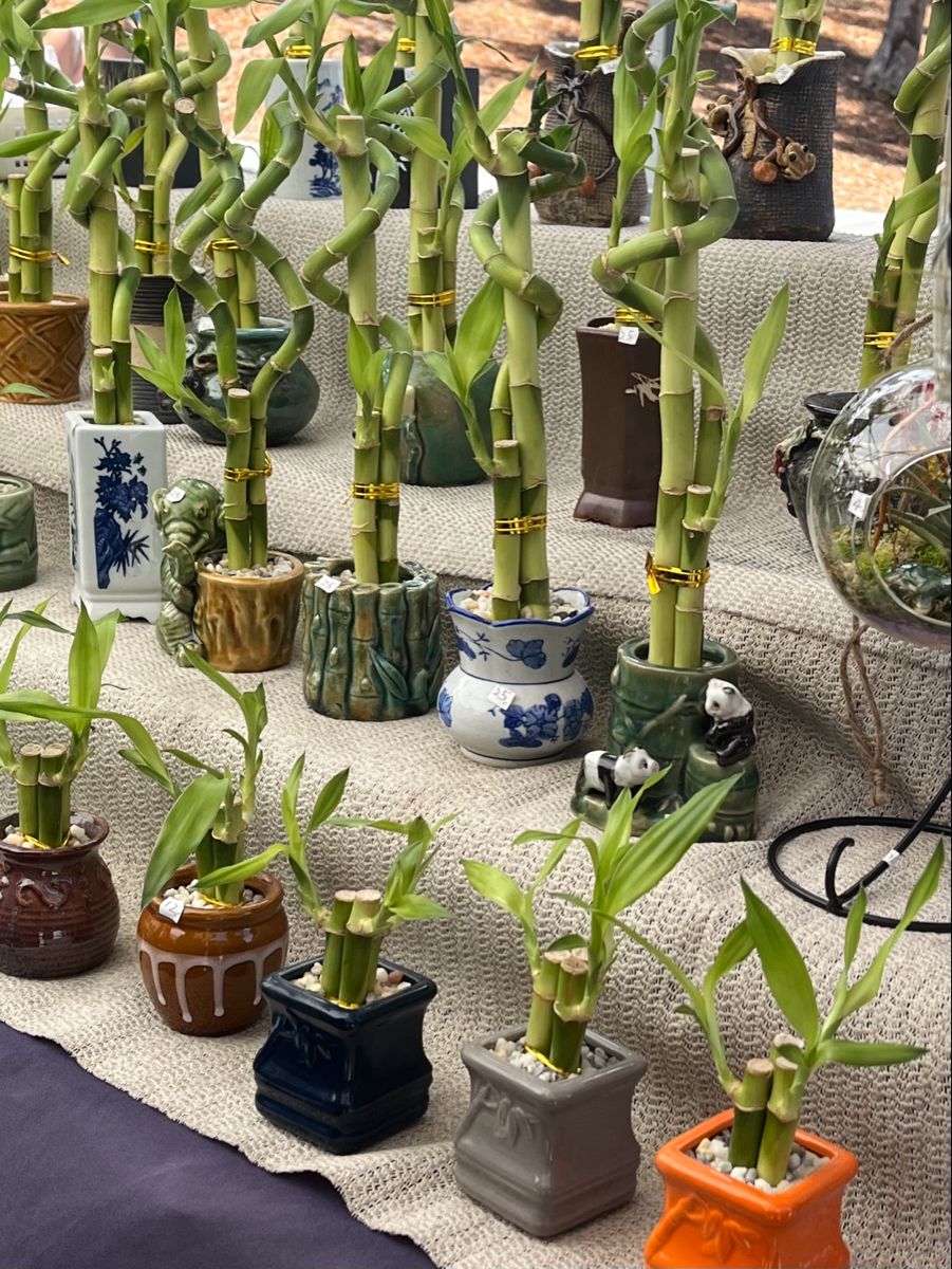 Cây lucky bamboo mini