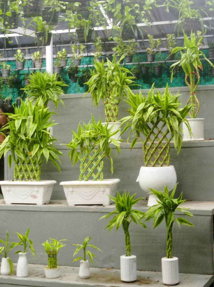 Cây lucky bamboo mini