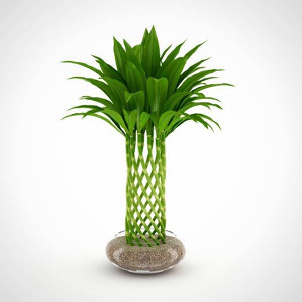 Trúc phú quý mini