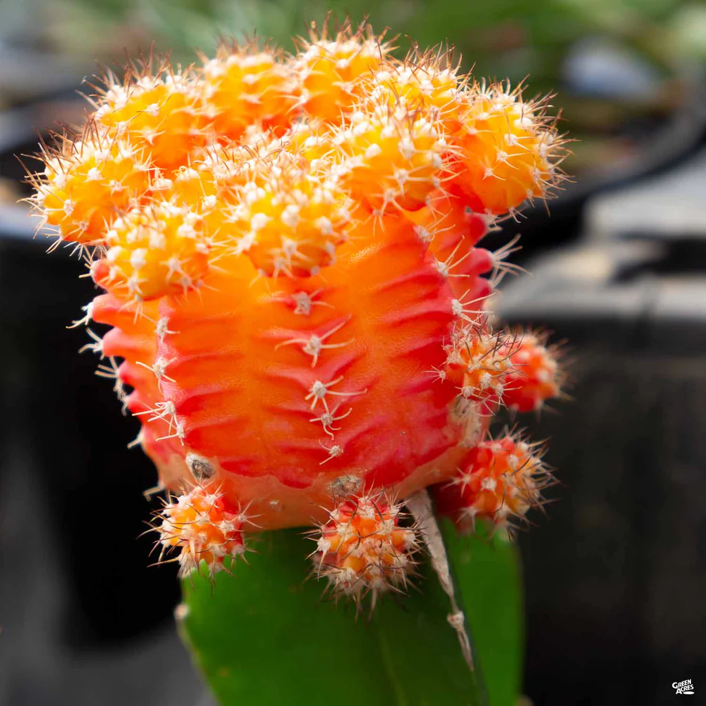 Xương rồng mặt trăng