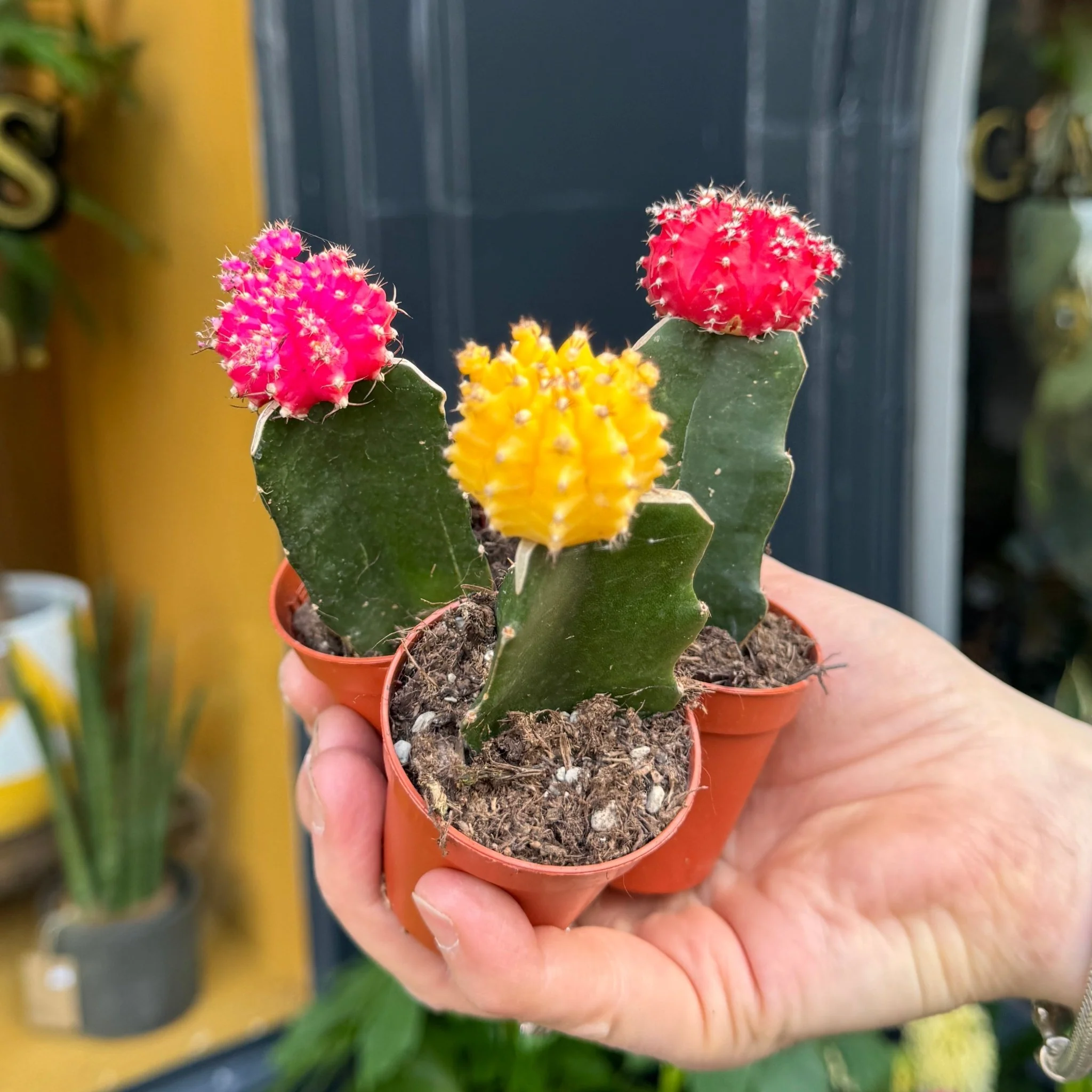 Xương rồng mặt trăng