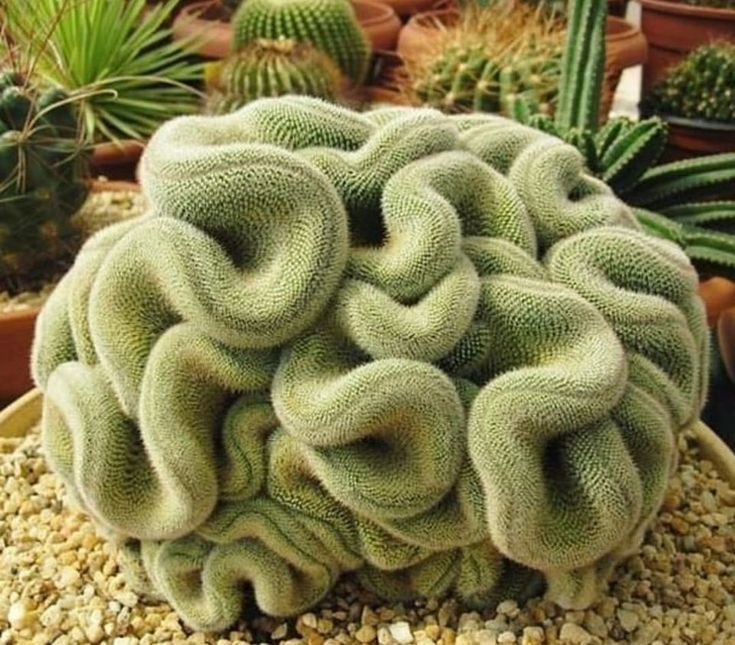 Xương rồng não người