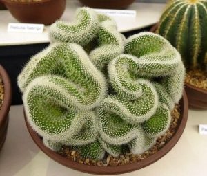 Xương rồng não người