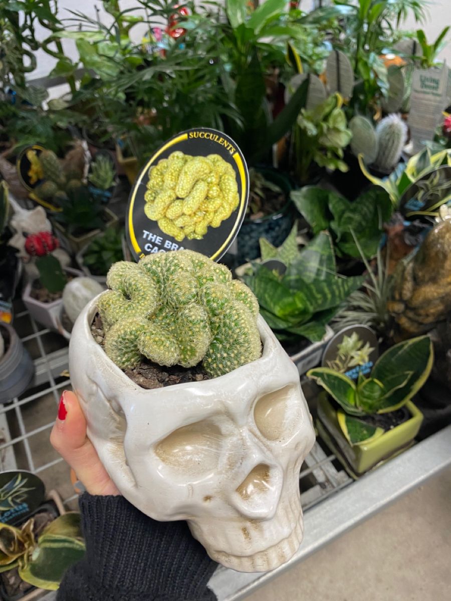 Xương rồng não người