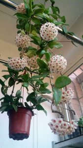 Xương rồng tình yêu