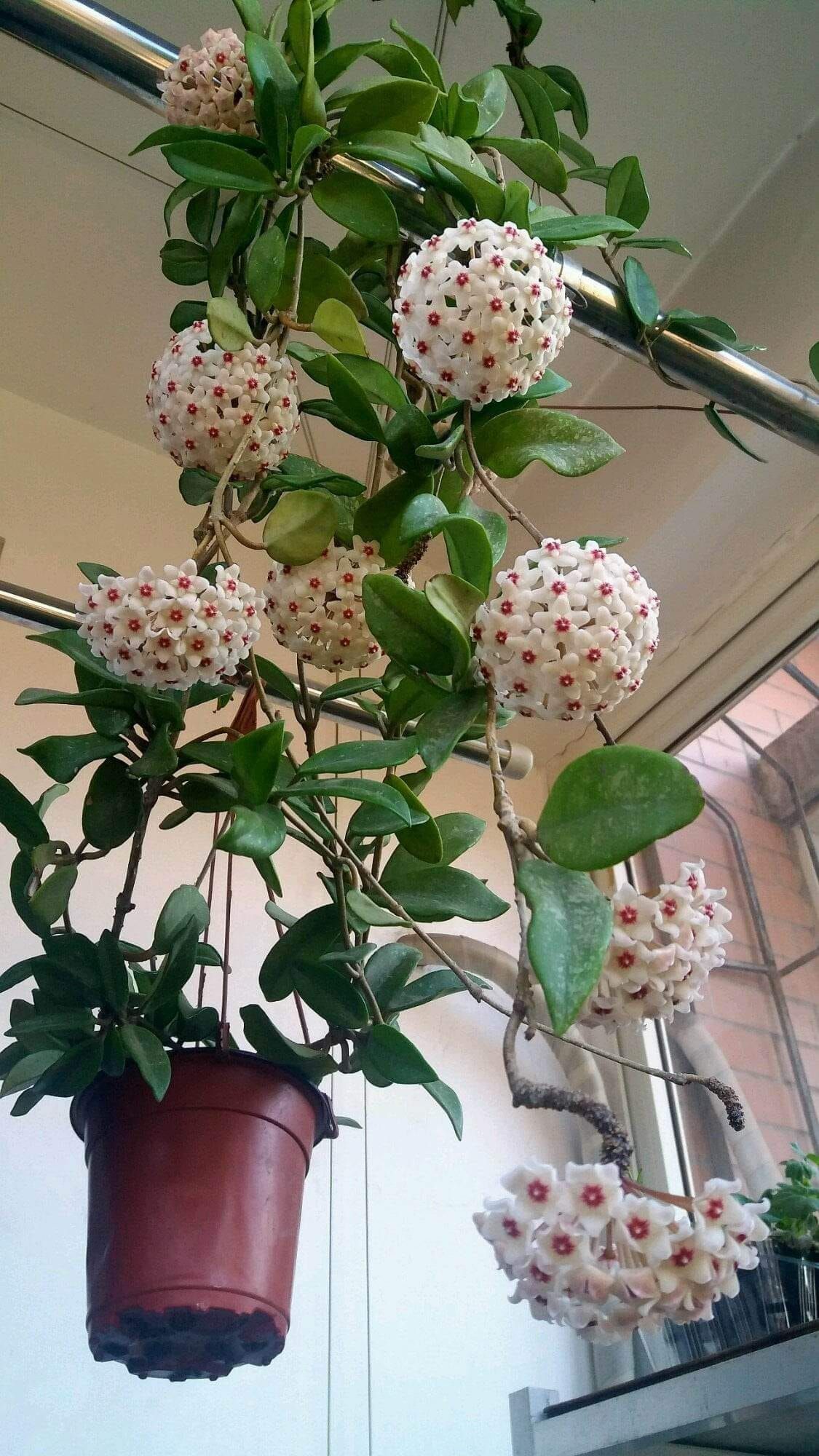 Xương rồng tình yêu