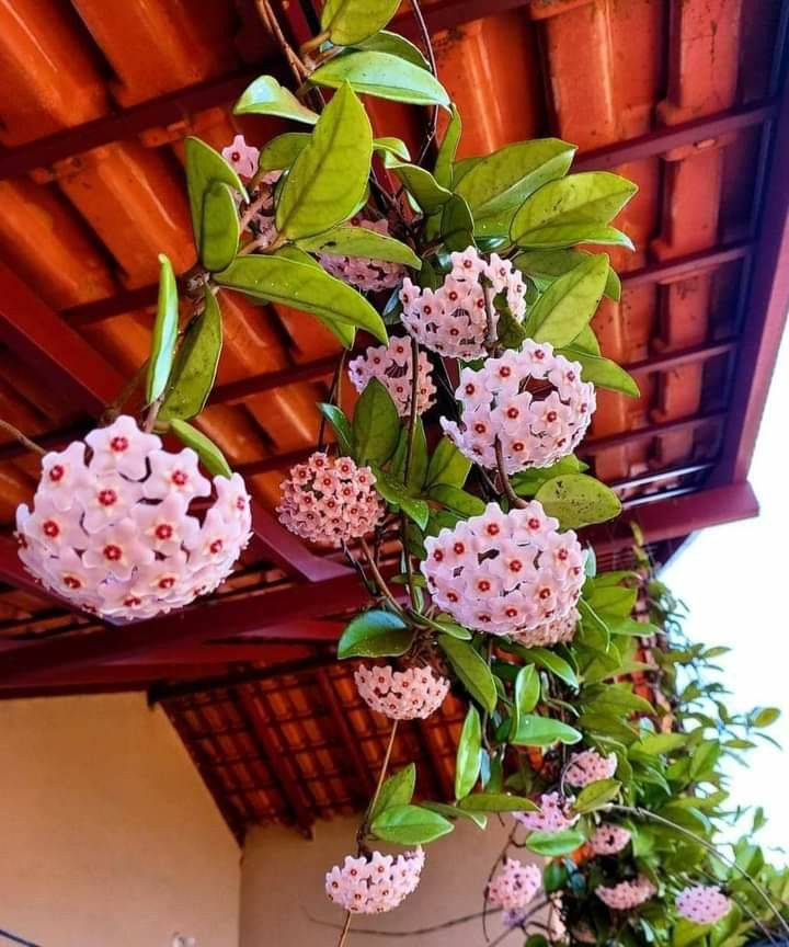 Xương rồng tình yêu