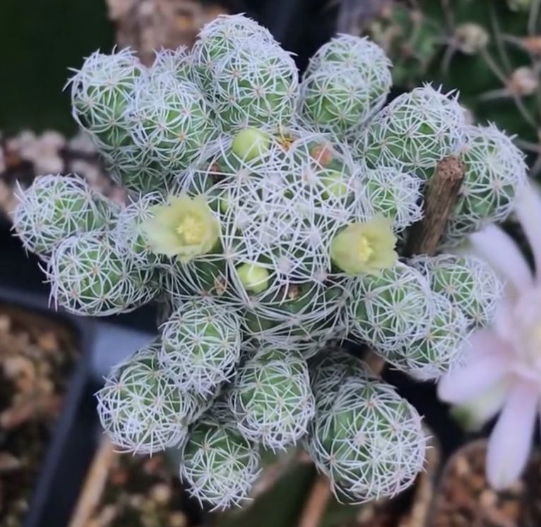 Xương rồng tuyết