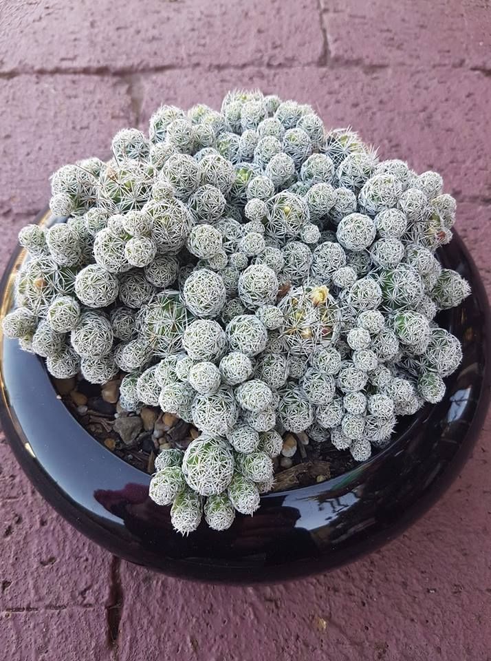 Xương rồng tuyết