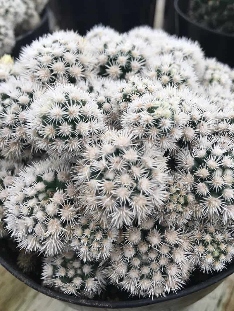 Xương rồng tuyết